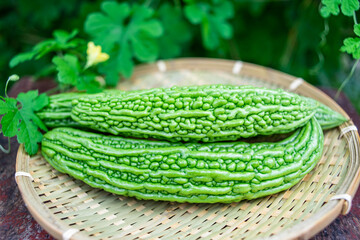 Freshly picked organic bitter gourd