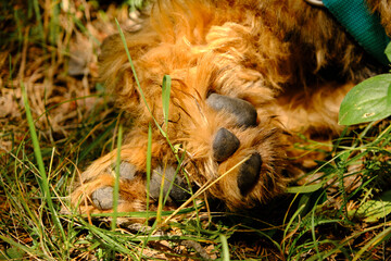 Pretty dog ​​paws in the middle of nature, man's best friend