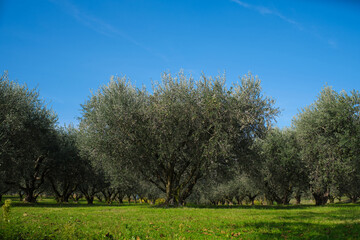 Fototapeta na wymiar Traditional plantation of olive trees in Italy. Ripe olive plantations. Plantation of vegetable trees. Olive tree plantation. The rays of the sun through the trees. Trees in a row.