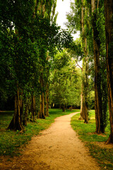 Nice photo that serves for nature and for psychology, follows the path and gives thanks