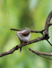 A prinia bird perched on small branch