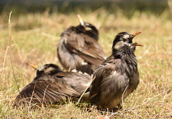 In a brutally hot summer, three grey starlings is taking the heat, opening a mouth, looking up the sky, and lying on the ground.