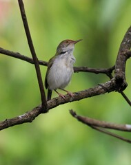 Fototapeta premium A prinia bird perched on small branch