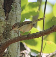 Wild Java prinia bird on branch