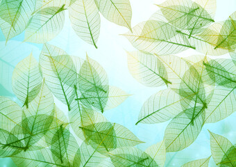 Nature background with transparent skeleton leaves