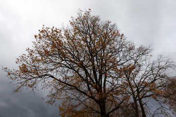 Fototapeta na wymiar yellow and orange foliage on trees in autumn