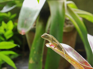 Green Asian chameleon perched on a branch and blurred background.