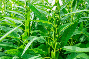 A large crop of sesame seeds