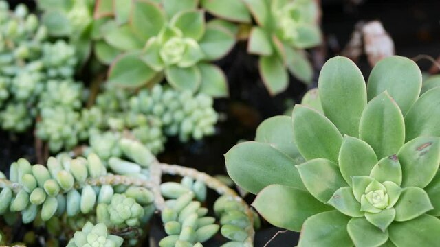 Succulent plants collection, gardening in California, USA. Home garden design, diversity of various botanical hen and chicks. Assorted mix of decorative ornamental echeveria houseplants, floriculture.