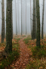 fog in forest