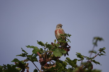bird on a branch