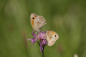 butterfly on a flower
