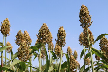 afrikanische hirse gegen himmel