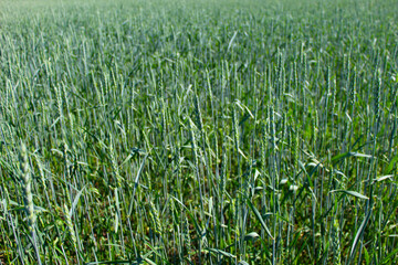 Obraz premium A field of green rye in summer. Grain crops