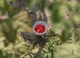 Red raspberry collected in container among blurred leaves of berry bush. Organic agriculture.
