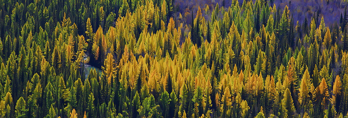 abstract background texture of autumn forest, yellow trees pattern landscape view