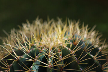 Cactus, primo piano 