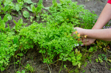 Dill collection. Woman farmer hands the collection of dill leaves in the garden. Healthy herbs concept