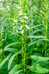 A large crop of sesame seeds