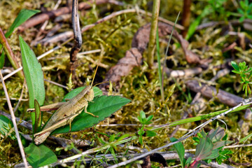 Große Goldschrecke // Large Gold Grasshopper (Chrysochraon dispar) 