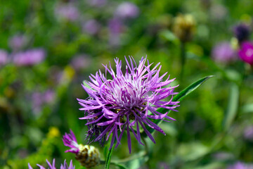Thistle flower on a green blurry background.