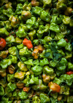 padron peppers just picked in a crate