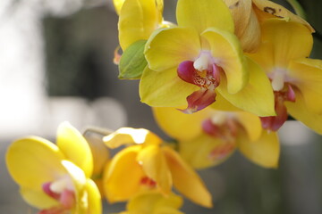 close up yellow orchids flowers on a tree. 