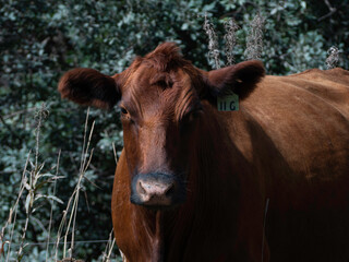 A free range brown cow grazes on the edge of a field. 