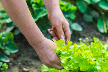 Female hands of a farmer cut off a green ripe salad from a garden bed. Harvesting healthy food concept