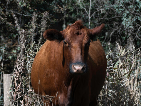 A free range brown cow grazes on the edge of a field. 
