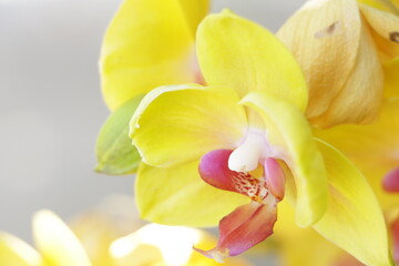 close up yellow orchids flowers on a tree. 