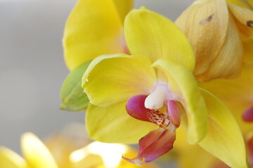 Fototapeta na wymiar close up yellow orchids flowers on a tree. 
