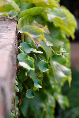 Group of leaves climbs on a wall in the morning. Shot taken in a public natural park.