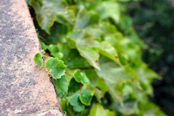 Group of leaves climbs on a wall in the morning. Shot taken in a public natural park.