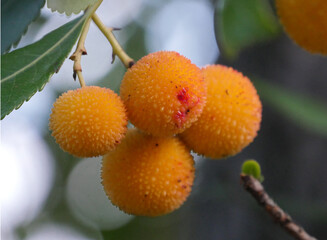 Früchte des Erdbeerbaumes auf Sardinien - 455227860