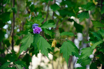 Two linked purple and pink flowers surrounded by leaves in a natural public park in the morning.