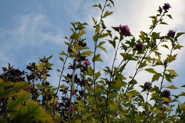 Several flowers of pink and purple colors in the morning with a sky of few clouds. Low angle shot.