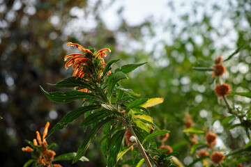 Branch with orange flower and hairy petals with leaves in a public nature park in the morning.
