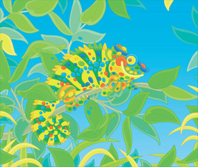 Fototapeta na wymiar Funny multi colored chameleon, exotic lizard with protruding eyes and a prehensile tail, hiding among green leaves of a tropical tree branch in a wild jungle, vector cartoon illustration