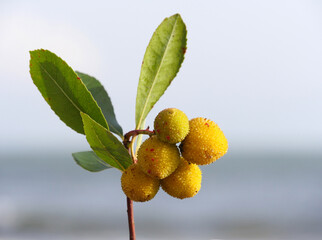 Früchte des Erdbeerbaumes, Sardinien - 455229027