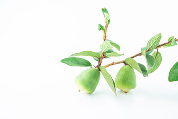 Jelly fruit on white background