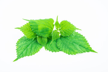 Ramie leaf on white background