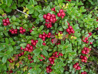 Large ripe red berries of a lingonberry on a background of green lingonberry leaves in the forest...