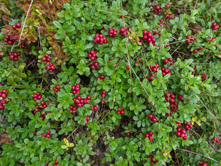 Large ripe red berries of a lingonberry on a background of green lingonberry leaves in the forest...