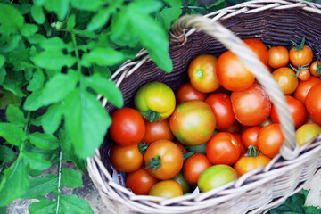 Farmers hands with freshly harvested tomatoes. Freshly harvested tomatoes in hands. Hand holding organic green natural healthy food.