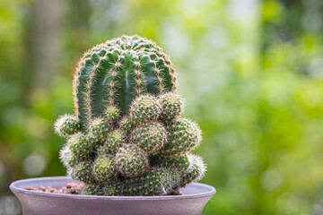 Echinopsis calochlora cactus in pot with nature background