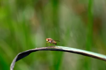 Fototapeten Hornfliege // marsh fly (Tetanocera cf. arrogans)  © bennytrapp