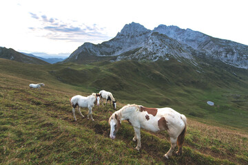 Fototapeta na wymiar Horses graze in the high mountains