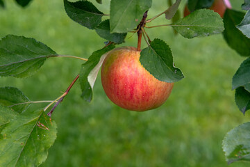 Spicy apples on a branch in the garden