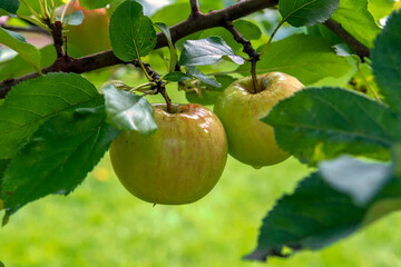 Spicy apples on a branch in the garden